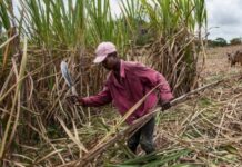 Bugahya MP Demands Release of UGX 45 Billion Sugarcane Support Fund