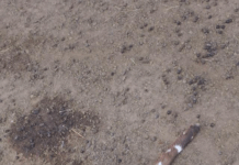 Strange Disease Kills Goats in Kikuube