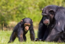 State House, RDC Intervene Over Rising Human–Chimpanzee Conflict in Kagadi