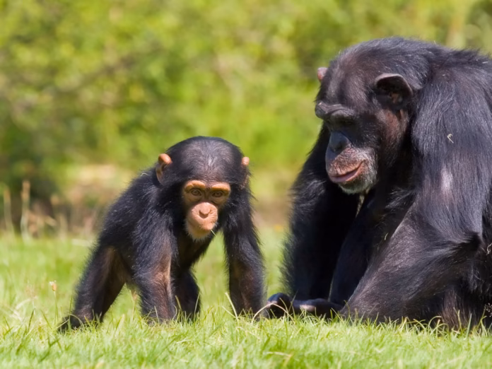 chimpanzee-with-baby2_4x3